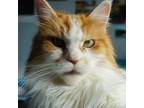 Rogue, Maine Coon For Adoption In Kingston, Ontario