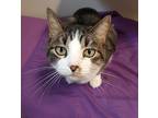 Stanley, Domestic Shorthair For Adoption In Fremont, Ohio