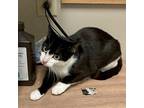 Susie, Domestic Shorthair For Adoption In Frankfort, Kentucky