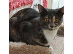 Donna, Domestic Shorthair For Adoption In Frankfort, Kentucky