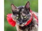 Zoey, Domestic Shorthair For Adoption In Ocean Springs, Mississippi