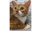 Clementine, Domestic Shorthair For Adoption In Ocean Springs, Mississippi