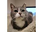 Toffee, Domestic Shorthair For Adoption In Fremont, Ohio