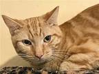 Nindara, Domestic Shorthair For Adoption In Tucson, Arizona