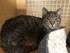 Sherlock Ortiz 2097, Domestic Shorthair For Adoption In Dallas, Texas