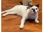 Luwak, Domestic Shorthair For Adoption In Tucson, Arizona