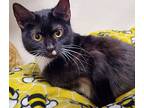 Sidney, Domestic Shorthair For Adoption In Fremont, Ohio