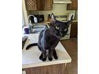 Lynxie 4767, Domestic Shorthair For Adoption In Dallas, Texas