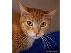 Creamsickle, Domestic Shorthair For Adoption In Tucson, Arizona