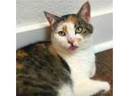 Lavelle, Domestic Shorthair For Adoption In Tucson, Arizona