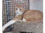 Larry, Domestic Shorthair For Adoption In St. Louis, Missouri