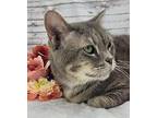 Miranda, American Shorthair For Adoption In Ocean Springs, Mississippi