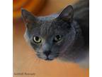 Tethys, Domestic Shorthair For Adoption In Tucson, Arizona