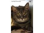 Ryder, Domestic Shorthair For Adoption In Tucson, Arizona