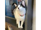 Holly Berry, Domestic Shorthair For Adoption In St. Louis, Missouri