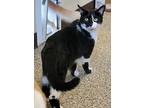 Pepper, Domestic Shorthair For Adoption In Fremont, Ohio