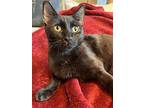 Aquila 1341, Domestic Shorthair For Adoption In Dallas, Texas