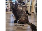 Merengue, Domestic Shorthair For Adoption In Cedar Rapids, Iowa