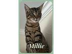 Millie 6602, Domestic Shorthair For Adoption In Dallas, Texas