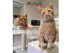 Flanigan / Finnegan, Domestic Shorthair For Adoption In Fremont, Ohio