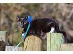 Pogo, Domestic Shorthair For Adoption In Ocean Springs, Mississippi