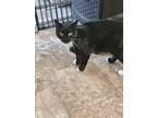 Sara Lee, Domestic Shorthair For Adoption In Aurora, Indiana