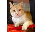 Hummingbird, Domestic Shorthair For Adoption In Tucson, Arizona