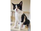 Poplar, Domestic Shorthair For Adoption In Fremont, Ohio