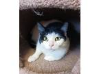 Chantilly, Domestic Shorthair For Adoption In Fremont, Ohio