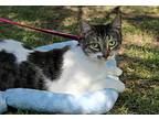 Ally, Domestic Shorthair For Adoption In Ocean Springs, Mississippi