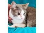 Surge, Domestic Shorthair For Adoption In Clarkson, Kentucky