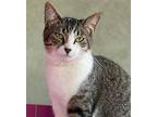 Jellybean, Domestic Shorthair For Adoption In Tucson, Arizona