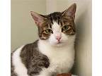 Fossa, Domestic Shorthair For Adoption In Tucson, Arizona