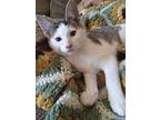 Yang Kitty, Domestic Shorthair For Adoption In Aurora, Indiana