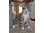 Lauralie, Domestic Shorthair For Adoption In Fremont, Ohio