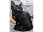 Dark Night, Domestic Shorthair For Adoption In Ocean Springs, Mississippi