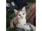 Jasper Kitty, Domestic Shorthair For Adoption In Aurora, Indiana