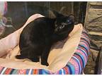 Quince, Domestic Shorthair For Adoption In Loveland, Ohio