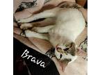 Brava 0299, Domestic Shorthair For Adoption In Dallas, Texas