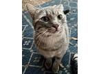 Smokey Rodriguez Cp [phone removed], Domestic Shorthair For Adoption In Dallas..