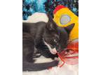 Neptune, Domestic Shorthair For Adoption In Ocean Springs, Mississippi