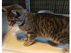 Paulina, Domestic Shorthair For Adoption In Valhalla, New York