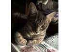 Gia, Domestic Shorthair For Adoption In Valhalla, New York