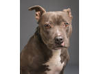 Spike Tipton, American Pit Bull Terrier For Adoption In Palm Springs, California