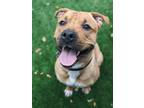 Orion, American Pit Bull Terrier For Adoption In Oak Park, Illinois