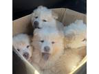 New litter Chow chows