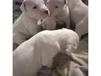 Dogo Argentino Puppy for sale in Woodinville, WA, USA