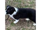 Border Collie Puppy for sale in Moore, OK, USA