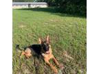 German Shepherd Dog Puppy for sale in Clermont, FL, USA