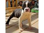 Boston Terrier Puppy for sale in Athens, TN, USA